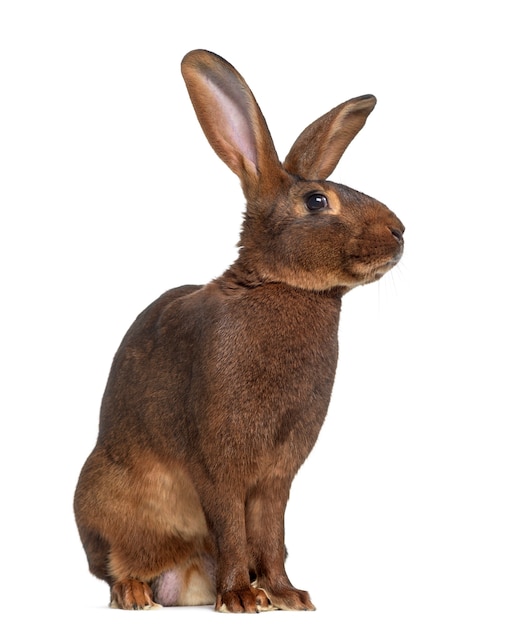 Photo side view of belgian hare isolated on white