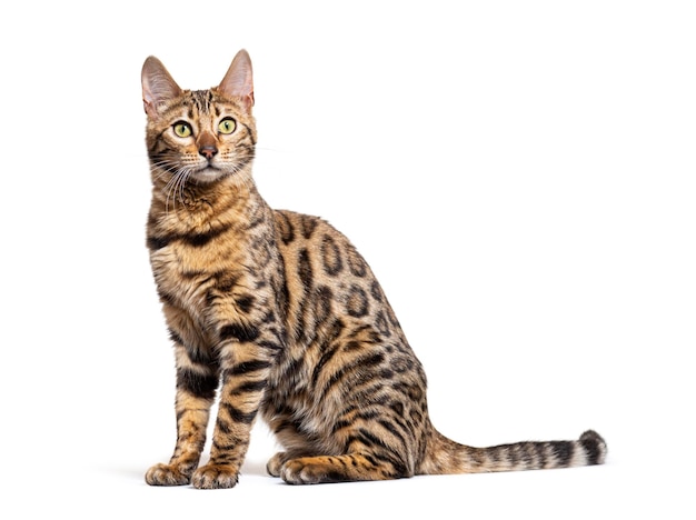 Photo side view of a bengal cat sit isolated on white