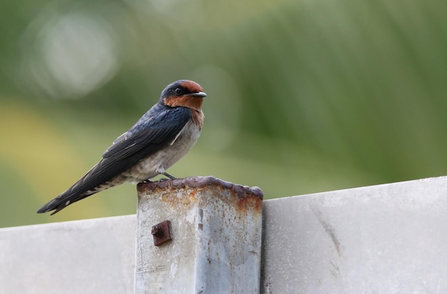 ぼんやりした背景を背景にして鳥の横の景色