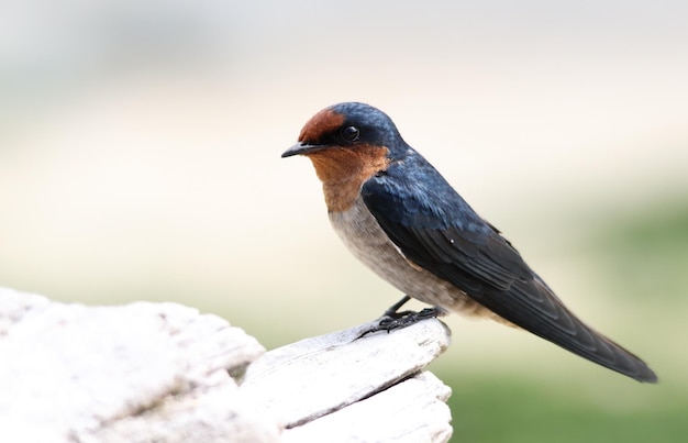 ぼんやりした背景を背景にして鳥の横の景色