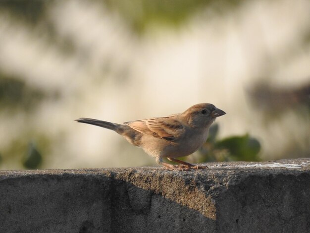 ぼんやりした背景を背景にした鳥の横の景色