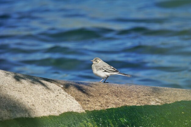 Photo side view of a bird against blurred water