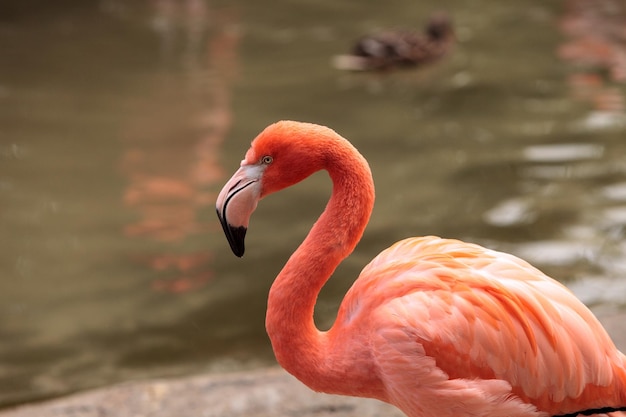 水面からの鳥の横の景色
