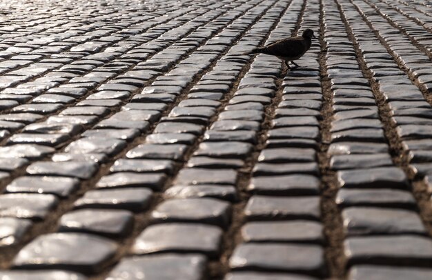 Foto vista laterale di un uccello su un sentiero acciottolato