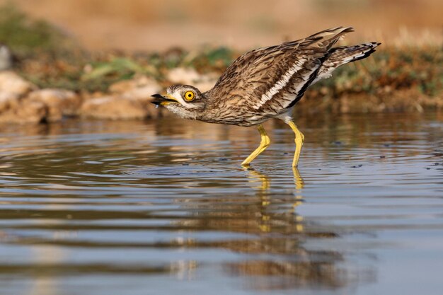 Photo side view of a bird drinking water