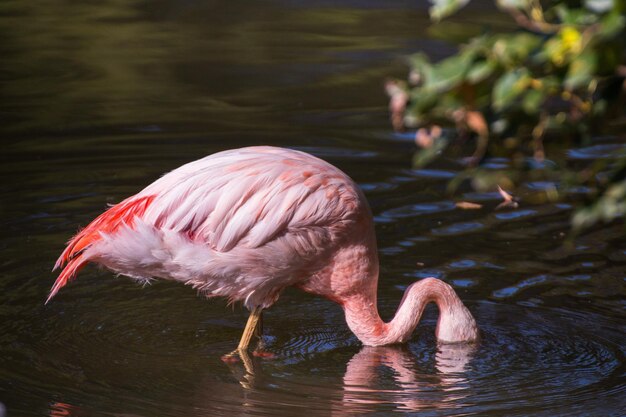 Side view of a bird drinking water