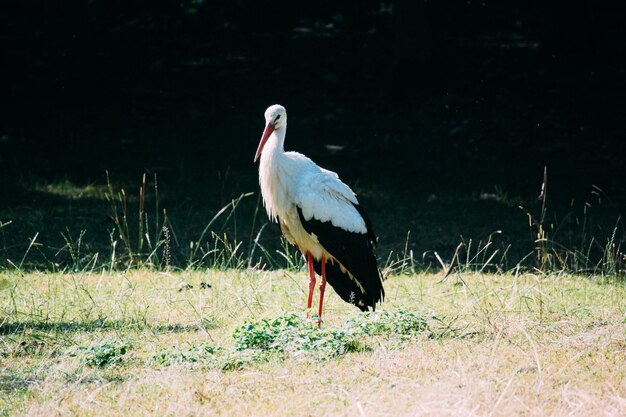 Side view of bird on field