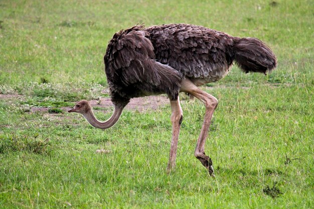 Photo side view of a bird on field