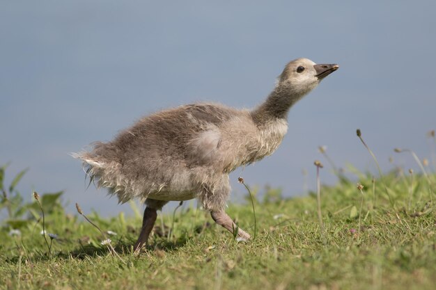 畑の鳥の横の景色