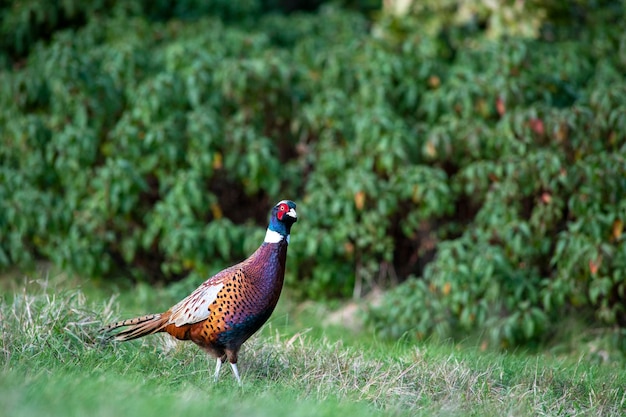 Photo side view of a bird on field