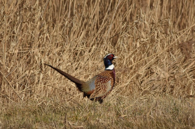 Photo side view of bird on field