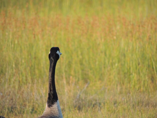 Side view of a bird on field