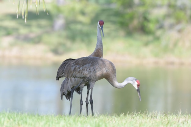 Side view of a bird on field