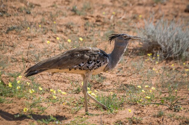 Side view of a bird on field