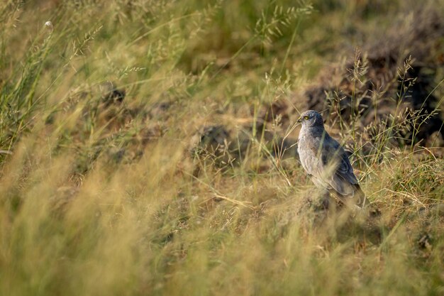 Foto vista laterale di un uccello sul campo