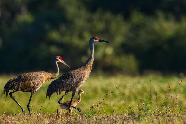 Foto veduta laterale dell'uccello sul campo