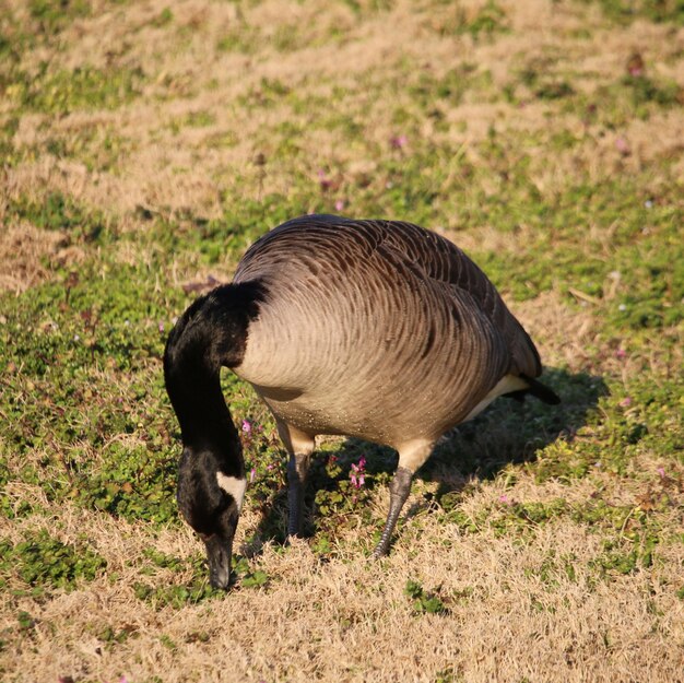 Foto vista laterale di un uccello sul campo