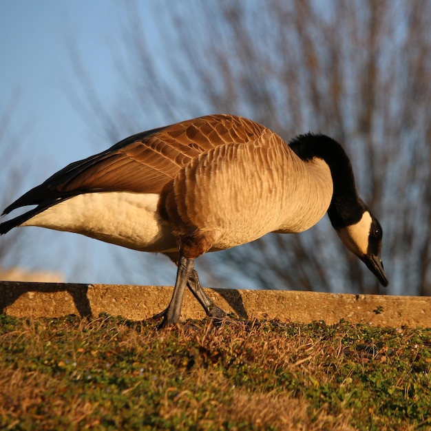 Photo side view of a bird on field