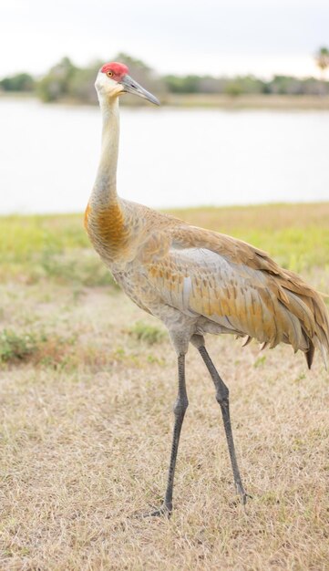 Foto vista laterale di un uccello sul campo