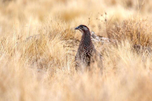 野原の鳥のサイドビュー