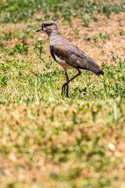 Photo side view of a bird on field