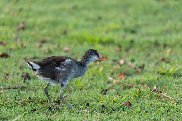 Side view of a bird on field