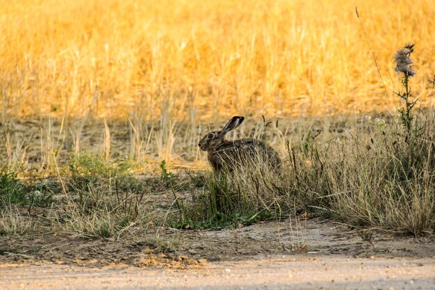 Foto vista laterale di un uccello sul campo