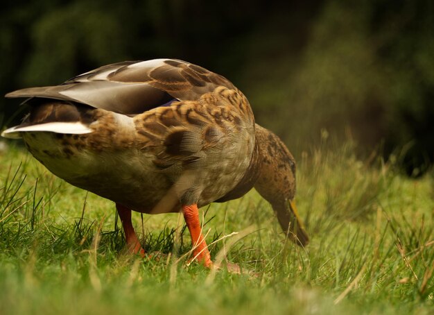 Side view of a bird on field