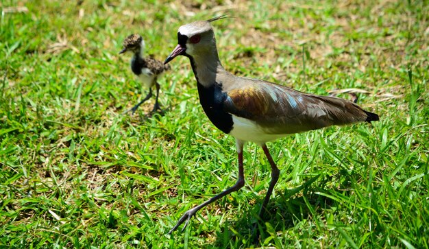 野原の鳥のサイドビュー