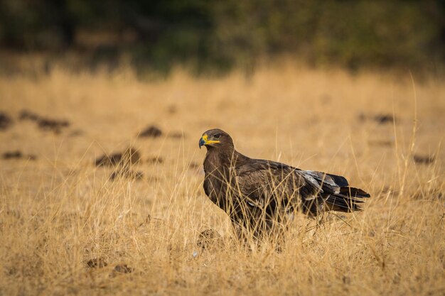 Foto vista laterale di un uccello sul campo