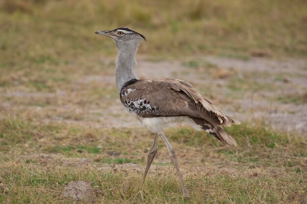 Side view of a bird on field