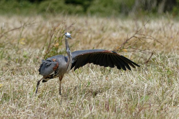 Photo side view of a bird flying over grass