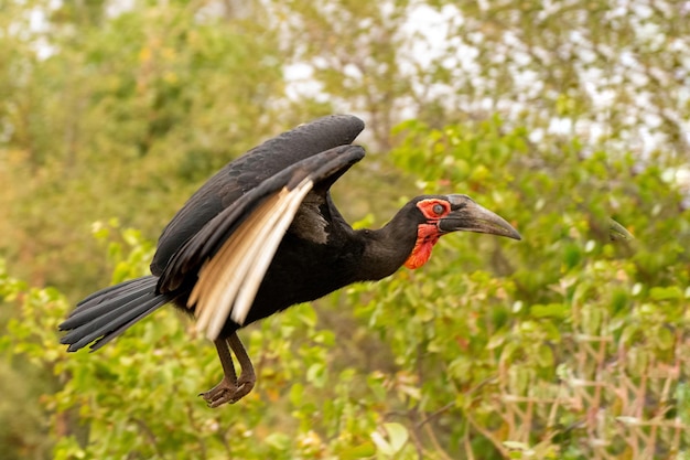 Photo side view of a bird flying