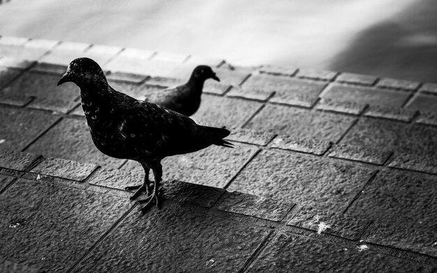 Photo side view of a bird on the footpath