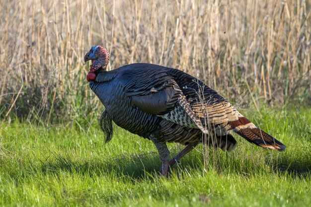 Photo side view of a bird on grass