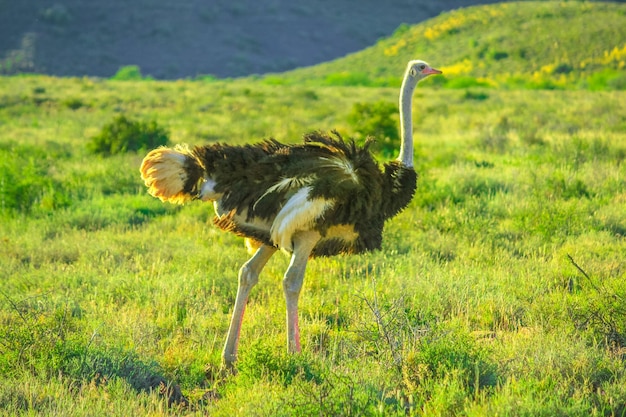 草の上にある鳥のサイドビュー