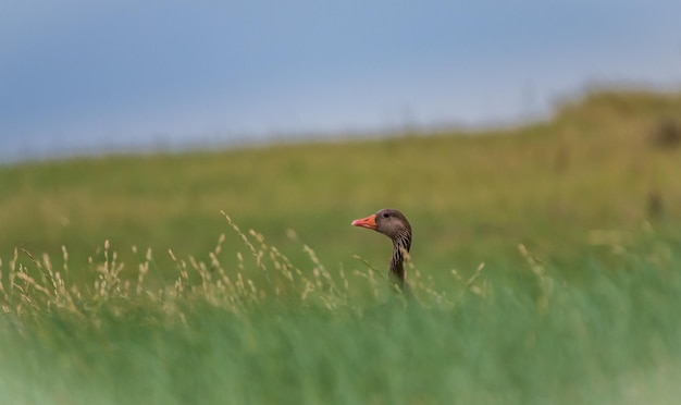 Side view of a bird on grass