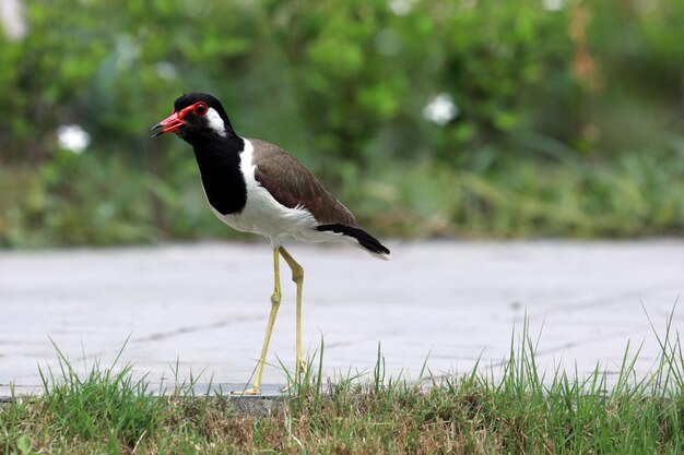 Photo side view of a bird on grass