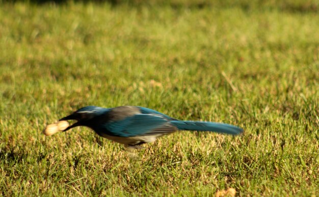 Side view of a bird on grass