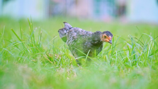 Side view of a bird on grass