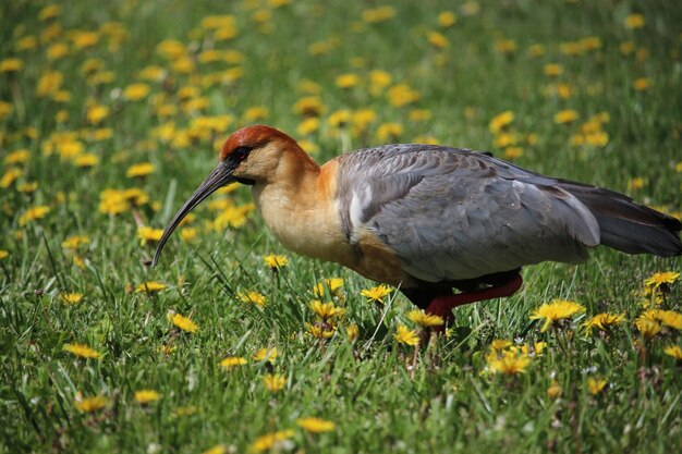 Foto vista laterale di un uccello sull'erba