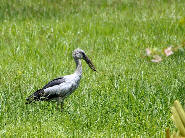 Side view of a bird on grass