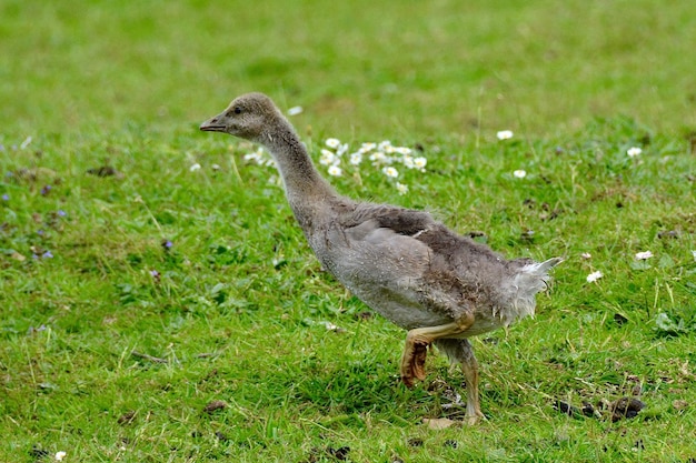 Foto vista laterale di un uccello su un campo erboso