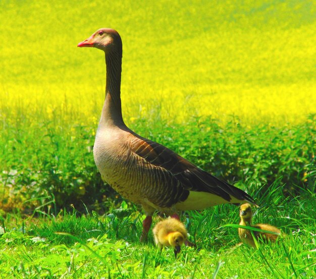 Foto vista laterale di un uccello su un campo erboso