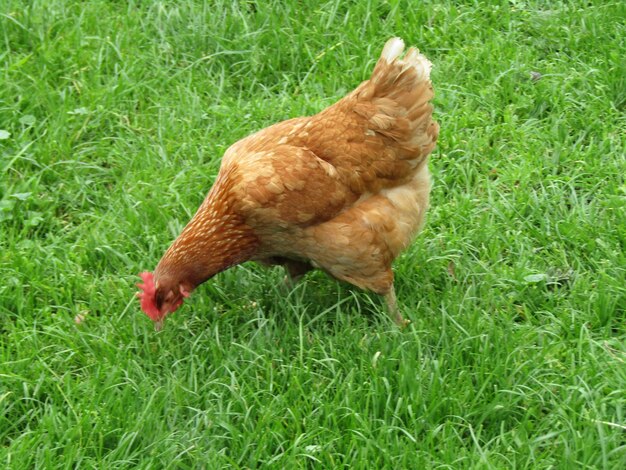 Side view of bird on grassy field