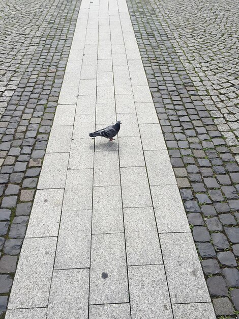 Foto vista laterale di un uccello a terra