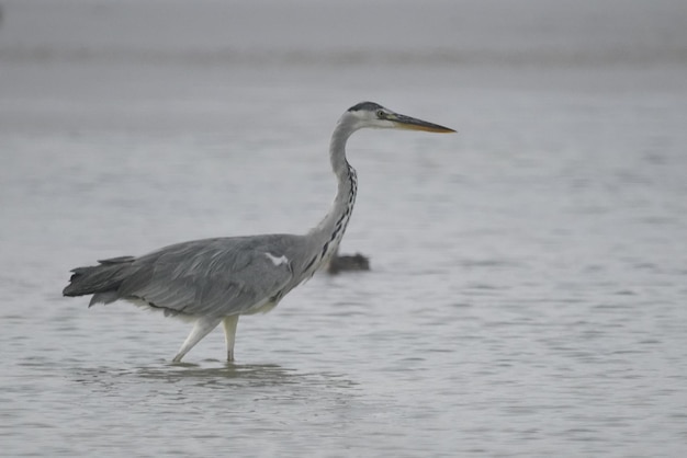 Side view of a bird on a lake