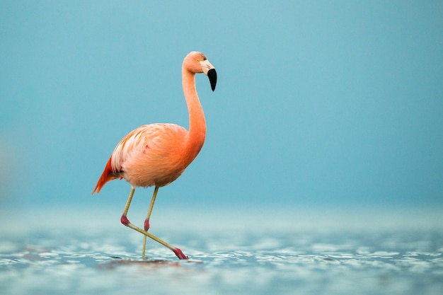 湖の中の鳥の横の景色