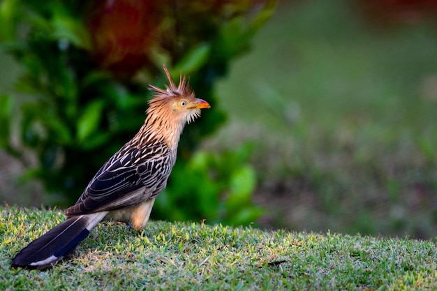 陸上の鳥のサイドビュー