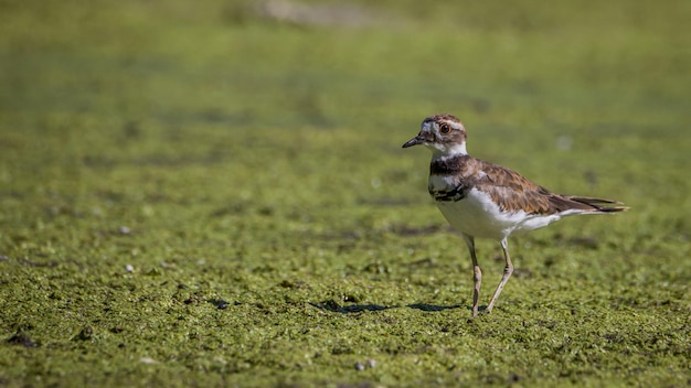 陸上の鳥のサイドビュー